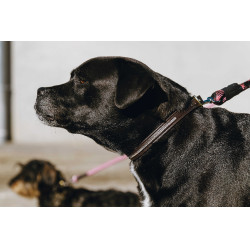 Equithème Max Hundehalsband und Leine Braun