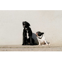 Equithème Max Hundehalsband und Leine