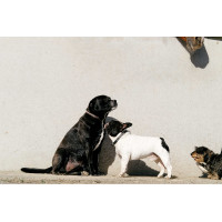 Equithème Max Hundehalsband und Leine