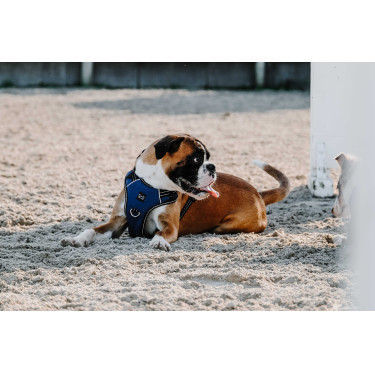 Hundegeschirr RIDING WORLD – Simba Marine Marineblau