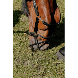 Erzieherisches Norton-Halfter Schwarz