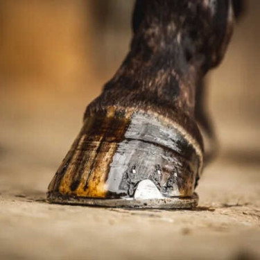 Huföl Carr & Day & Martin Teebaumöl