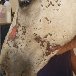 Regenerierend Animaderm Cutene Regenerierend Animaderm Cutene