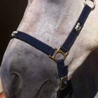 Regenerierend Animaderm Cutene