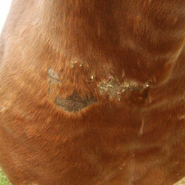 Regenerierend Animaderm Cutene Regenerierend Animaderm Cutene