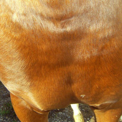 Regenerierend Animaderm Cutene Regenerierend Animaderm Cutene