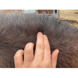 Lotion Animaderm Clear Lotion Animaderm Clear