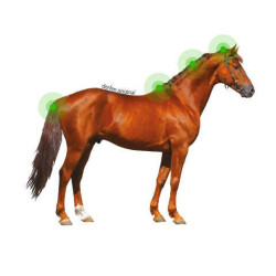 Animaderm Original Lotion Animaderm Original Lotion