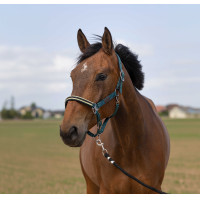 Halfter Equithème Nylon Chevron Dunkelgrün Gr&uuml;n