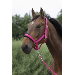 Halfter + Führstrick Norton Large Himbeere Rot