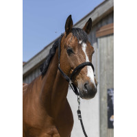 Halfter Norton Satine Schwarz Halfter Norton Satine Schwarz