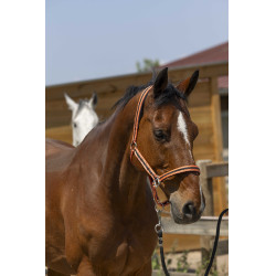 Halfter Norton Satine Koralle / Schwarz Rot