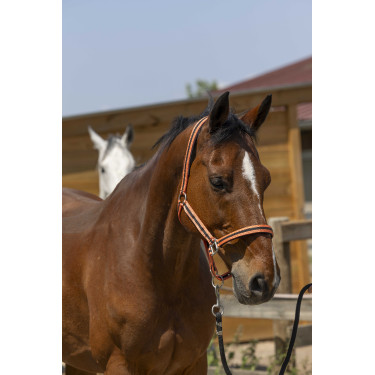 Halfter Norton Satine Koralle / Schwarz Rot