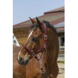 Halfter Norton Satine Bordeaux / Schwarz