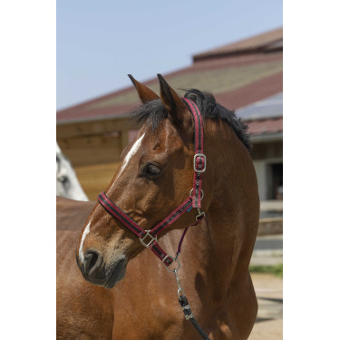 Halfter Norton Satine Bordeaux / Schwarz