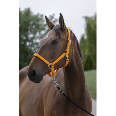 Halfter Norton Satine Orange