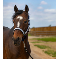 Halfter Equithème Nylon Check Marine / Schwarz Blau Halfter Equithème Nylon Check Marine / Schwarz Blau