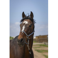 Norton Nylon Soft Halfter Schwarz