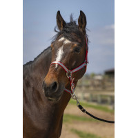Norton Nylon Soft Halfter Rot