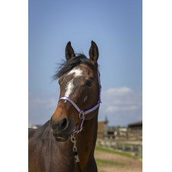 Norton Nylon Soft Halfter Pflaume Lila