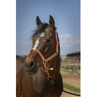 Norton Nylon Soft Halfter Orange