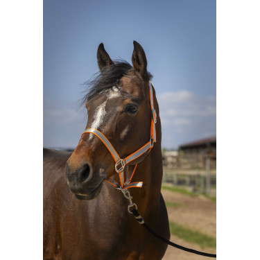 Norton Nylon Soft Halfter Orange