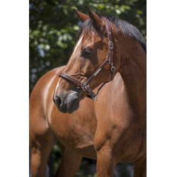 Lederhalfter Norton Pro Grooming Havanna Braun