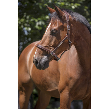 Lederhalfter Norton Pro Grooming Havanna Braun