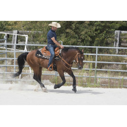 Sattel Westride by Franck Perret Aurora Haselnuss Braun