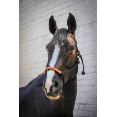 Amerikanisches Ethologisches Halfter Pénélope Schwarz Amerikanisches Ethologisches Halfter Pénélope Schwarz