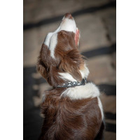 Hundehalsband Pénélope Pearl Schwarz / Weiß