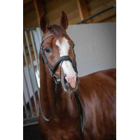 Trensenzaum Pénélope Daily Havanna Braun Trensenzaum Pénélope Daily Havanna Braun