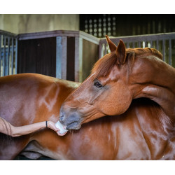 Leckstein Little Likit