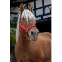 Norton Pro Halfter für Zugpferd Rot