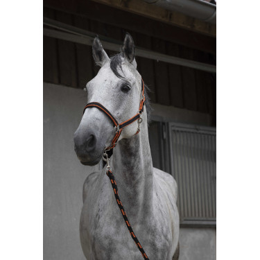 Halfter + Führstrick Equitheme Satiniert Schwarz / Orange Mehrfarbig Halfter + Führstrick Equitheme Satiniert Schwarz / Orange Mehrfarbig