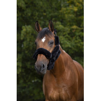 Set für Halfter Equithème Teddy Schwarz