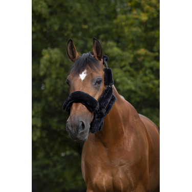 Set für Halfter Equithème Teddy Schwarz