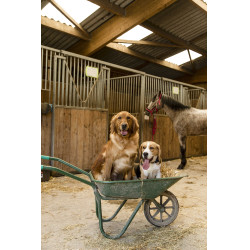 Nylon-Halsband Diego & Louna für Hunde