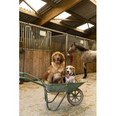 Nylon-Halsband Diego & Louna für Hunde