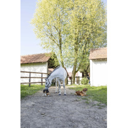 Lederhalsband Diego & Louna für Hunde Natürlich Braun