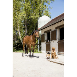 Lederhalsband Diego & Louna für Hunde Natürlich Braun