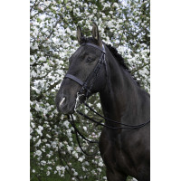 Zaum Riding World Schwarz