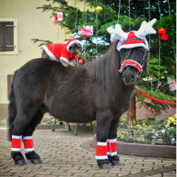 Weihnachts-Mütze Ohren in Rentiergeweih-Form Weihnachts-Mütze Ohren in Rentiergeweih-Form