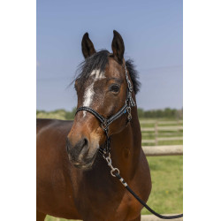 Halfter Norton Grooming Schwarz
