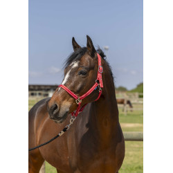 Halfter Norton Grooming Rot