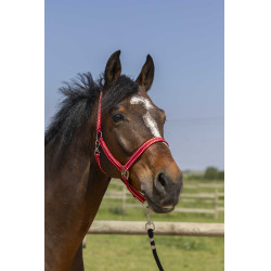 Halfter Norton Grooming Rot