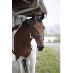 Halfter Equithème Nylon Königsblau