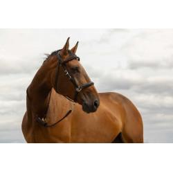 Longe Norton Rando Longe Norton Rando