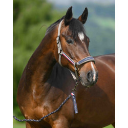 Halfter und Führstrick Tommy Hilfiger Equestrian Yale Asche Marineblau