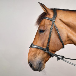 Trense D Motion New English Collection by Dy'on Schwarz